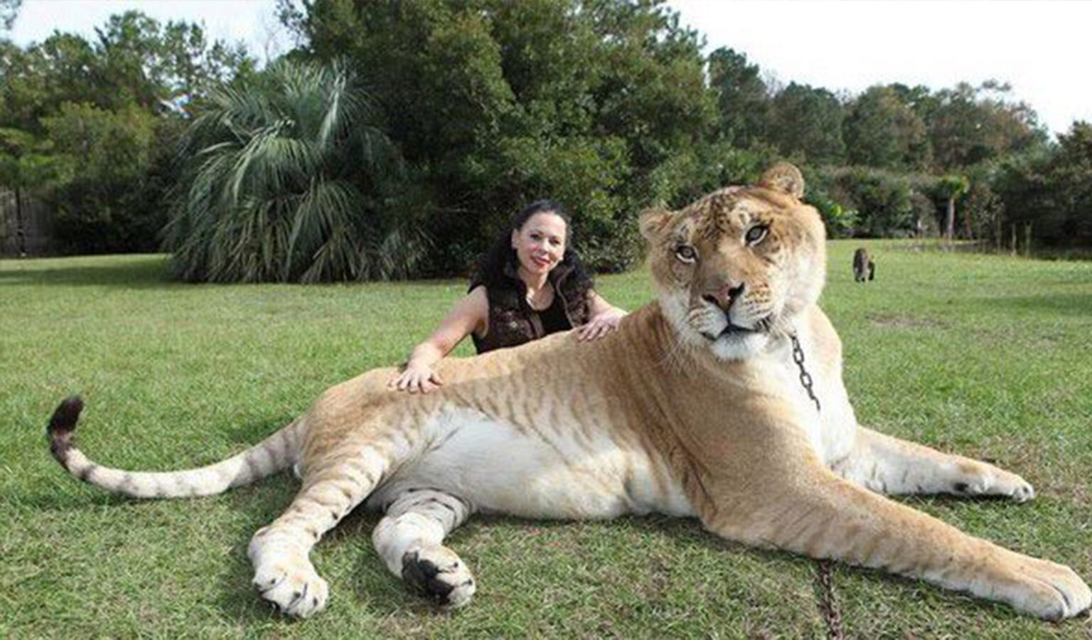 Лигр Геркулес самый большой тигр вес