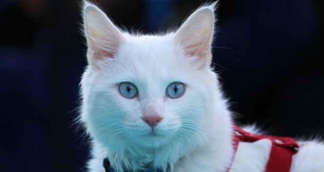 Mavi Gozlu Kedi Cinsleri Ajanimo