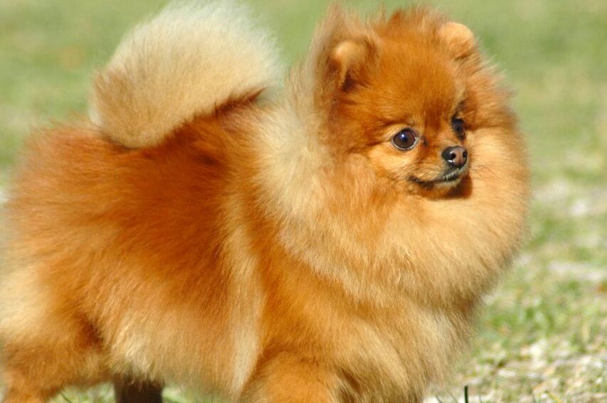 Pomeranian Kopek Cinsi Ozellikleri Ve Bakimi Ajanimo