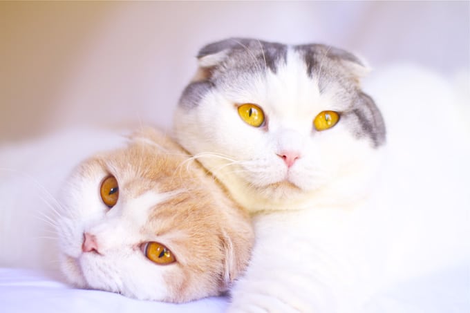 Scottish Fold Kedi Cinsi Ozellikleri Karakteri Ve Bakimi Ajanimo