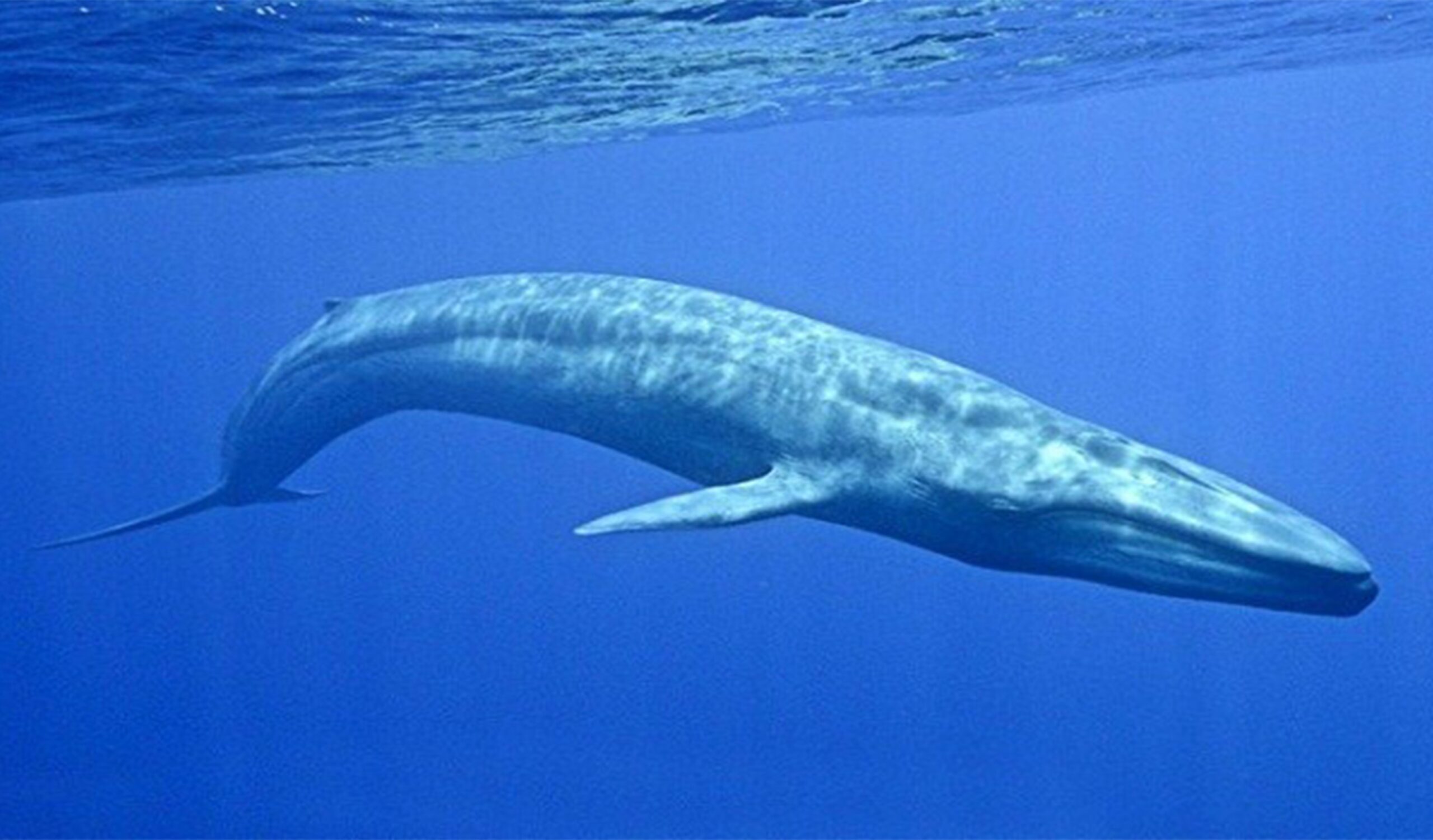 Масса синего кита достигает. Голубой кит Balaenoptera musculus. Синий кит (голубой кит). Синий кит блювал. Блювал (голубой или синий кит).