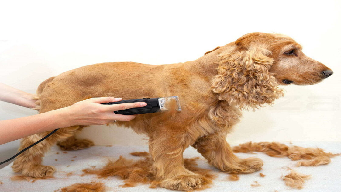 Köpekler tıraş edilmeli mi? Ajanimo